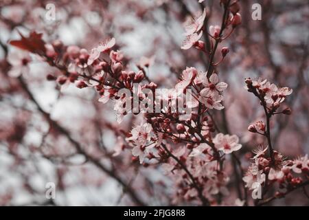 Rosa Kirschpflaumenblüte im Frühling im Garten. Blühende Blumen auf buntem Baum. Stockfoto