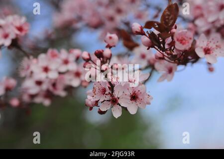 Nahaufnahme der Kirschpflaumenblüte mit blauem Himmel. Blühende Prunus cerasifera im Frühling. Stockfoto