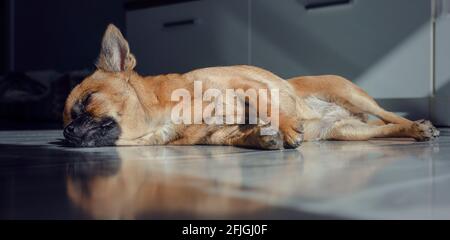 Chihuahua genießt ein gutes Sonnenbad zu Hause. Stockfoto