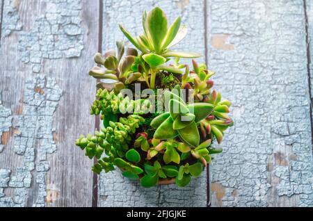 Draufsicht auf Sukulenten auf einem blauen Tisch. Sukkulenten-Kugel. Kokedama. Stockfoto