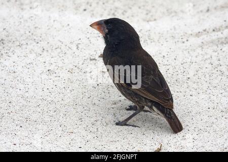 Espanola-Bodenfink, Weibchen, großer, stout Bill, auf Sand, Tierwelt, Endemisch, Geospiza conirostris, Südamerika, Galapagos-Inseln; Hood Island; Stockfoto