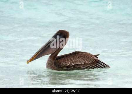 Brauner Pelikan beim Schwimmen, großer brauner Vogel, Beutel unter langem Schnabel, Pelecanus occidentalis, Tierwelt, Tier, Südamerika, Galapagos-Inseln; Hood Isla Stockfoto