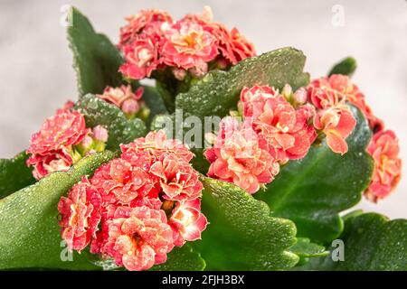 Hellrote Blume mit grünen Blättern Kalanchoe Blossfeld bedeckt mit Wassertröpfchen, selektiver Fokus auf nahe gelegenen Blütenständen Stockfoto