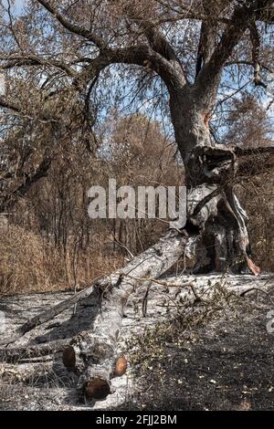 Ausgebrannter Baum mit Ascheresten eines Waldfeuers Stockfoto