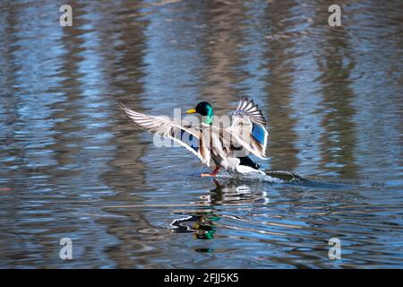 Mallardische Ente fliegt und landet auf dem Wasser Stockfoto