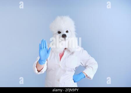 Junge Frau in einer Latex-Hundekopfmaske und weißem Mantel, die Stop-Hand-Zeichen auf blauem Hintergrund macht. Arzt medizinische veterinärmedizinische Konzepte. Stockfoto