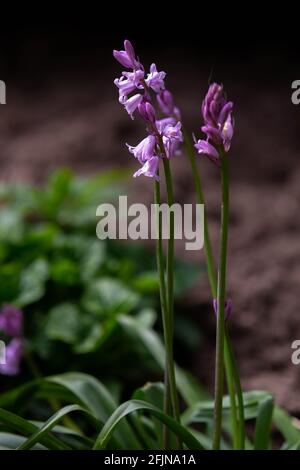 Hyacinthoides, Königin der Pinken (rosa Bluebells) Wildes Wachstum im Wald Stockfoto