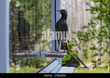 Starling, sturnus vulgaris, thront mit Spiegelung auf dem Fensterfutterhäuschen Stockfoto