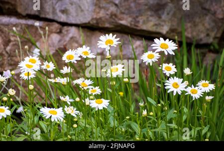 Wild wachsende Gänseblümchen an einer alten Steinmauer Stockfoto