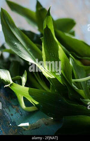 Bund frisch gepflückter grüner Bärlauch-Blätter auf schwarzem Hintergrund, Nahaufnahme. Gesunde Blätter von grünem Wildlech oder Ramson Stockfoto