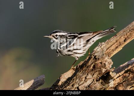 Schwarz-Weiß-Waldsänger (Mniotilta varia) während der Frühjahrsmigration im Süden von Texas, Galveston, TX, USA. Stockfoto