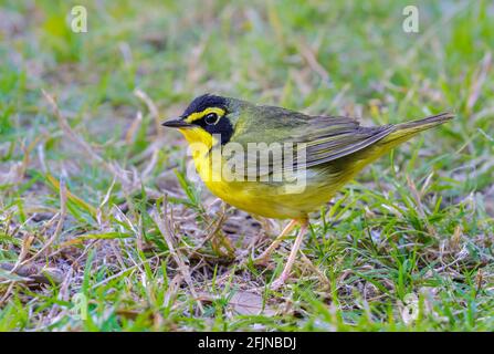 Kentucky-Waldsänger (Geothlypis formosa), der während der Frühjahrswanderung im Süden von Texas, Galveston, TX, USA, am Boden ernährt. Stockfoto