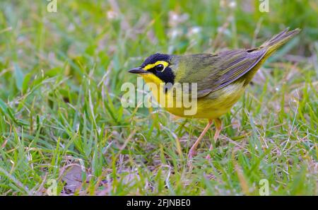 Kentucky-Waldsänger (Geothlypis formosa), der während der Frühjahrswanderung im Süden von Texas, Galveston, TX, USA, am Boden ernährt. Stockfoto