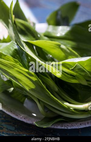 Bund frisch gepflückter grüner Bärlauch-Blätter auf schwarzem Hintergrund, Nahaufnahme. Gesunde Blätter von grünem Wildlech oder Ramson Stockfoto