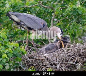 Blaureiher (Ardea herodias) füttern Nestlinge am Nest, Houston, Texas, USA. Stockfoto