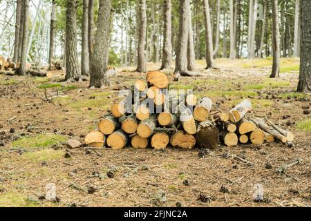 Stapel von Holzstämmen im Wald .Brennholz bereit für den Winter .Natur Hintergrund. Stockfoto