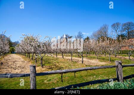 Cherry Blossom and Oast House, Kent, Großbritannien Stockfoto
