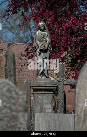 Statue einer trauernden Frau vor dem Hintergrund der roten Kirschblüte, Dean Cemetery, Edinburgh, Schottland, Großbritannien. Stockfoto