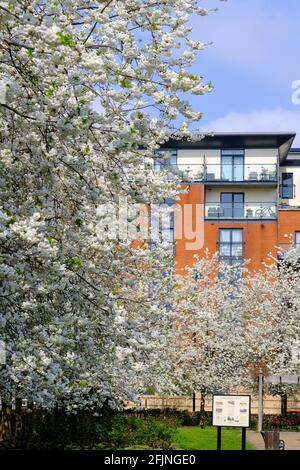 Coronation Gardens by Lyttelton Road, E10, London, Großbritannien Stockfoto