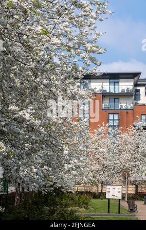 Coronation Gardens by Lyttelton Road, E10, London, Großbritannien Stockfoto