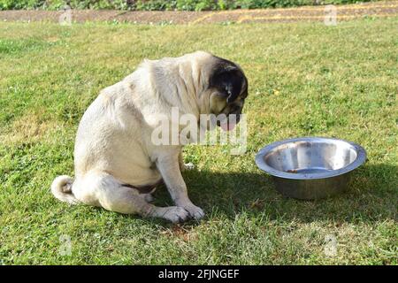 Lustig aussehender Hundepüppchen an einem sonnigen Tag an seiner Futterschale auf grünem Gras. Stockfoto