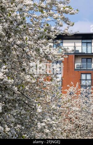 Coronation Gardens by Lyttelton Road, E10, London, Großbritannien Stockfoto