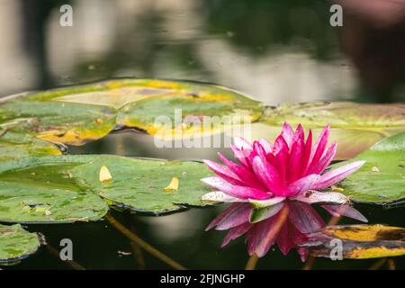 Rosa Seerosenblume, Nymphaea Lotus, auf grünen Blättern Hintergrund. Nymphaea sp. hort., im Teich Stockfoto