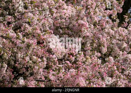 Coronation Gardens by Lyttelton Road, E10, London, Großbritannien Stockfoto