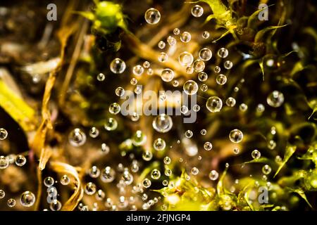 Wassertropflinge auf Spinnennetz im Gras Stockfoto