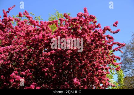 Hoxton Garden, London, Großbritannien Stockfoto