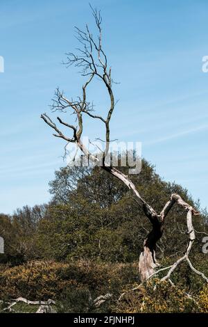 Hollow Ponds, Laytonstone, London, Vereinigtes Königreich Stockfoto