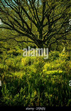 Hollow Ponds, Laytonstone, London, Vereinigtes Königreich Stockfoto