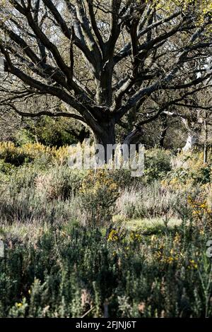 Hollow Ponds, Laytonstone, London, Vereinigtes Königreich Stockfoto