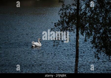 Hollow Ponds, Laytonstone, London, Vereinigtes Königreich Stockfoto