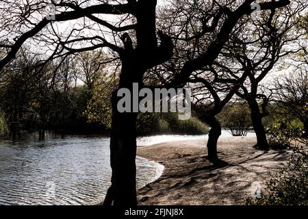 Hollow Ponds, Laytonstone, London, Vereinigtes Königreich Stockfoto