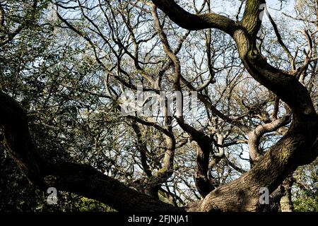 Hollow Ponds, Laytonstone, London, Vereinigtes Königreich Stockfoto