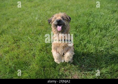 Hund im Frühling Stockfoto