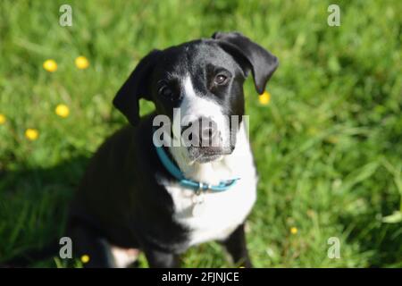 Hund im Frühling Stockfoto