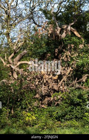 Hollow Ponds, Laytonstone, London, Vereinigtes Königreich Stockfoto