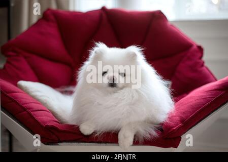 Liebenswert flauschig pommerschen Hund auf der roten Couch liegen. Nahaufnahme eines Tieres Stockfoto