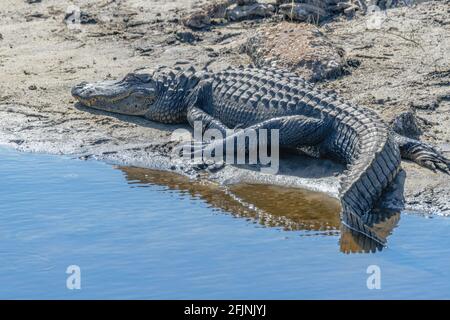 Mittelgroßer Alligator am Kanalufer. St. Marks Wildlife Refuge Stockfoto