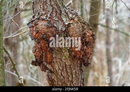 Ein gewöhnlicher Baumkrüll, der in einem Door County Forest gefunden wurde. Hoch geschätzt von Holzarbeitern für Schalen und andere High-End-Holzprojekte. Stockfoto