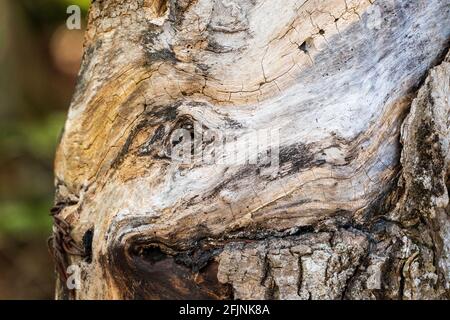 Ein gewöhnlicher Baumkrüll, der in einem Door County Forest gefunden wurde. Hoch geschätzt von Holzarbeitern für Schalen und andere High-End-Holzprojekte. Stockfoto