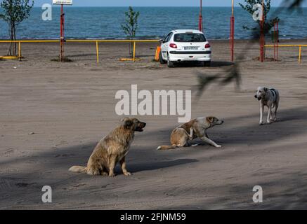 Ramsar, Iran. April 2021. Hunde werden an einem leeren Strand des Kaspischen Meeres in Ramsar, Iran, gesehen, 25. April 2021. Das iranische Gesundheitsministerium meldete am Sonntag 19,165 neue COVID-19-Fälle, was die Gesamtzahl der Infektionen des Landes auf 2,396,204 anbeläuft. Quelle: Ahmad Halabisaz/Xinhua/Alamy Live News Stockfoto