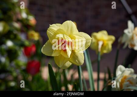 Gelb-rote, gebratene Doppelblume von Narcissus oder Delnashaugh Stockfoto