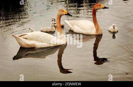 BEWICK SCHWÄNE MIT IHREM SYGNETS IM LONDONER FEUCHTGEBIET IN BARNES. Stockfoto