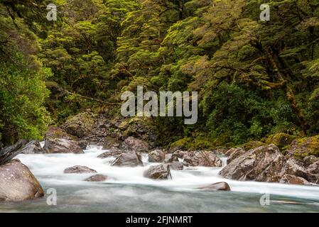 Bergiger Monkey Creek, der durch eine beeindruckende Landschaft neben dem Milford Sound Highway, Südinsel Neuseelands, fließt Stockfoto