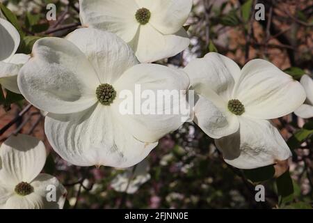 Cornus kousa ‘Venus’ Dogwood Venus – große löffelförmige Blütenblätter mit grünem Zentrum, April, England, Großbritannien Stockfoto