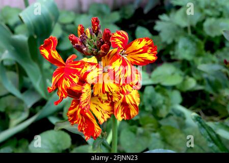 Erysimum cheiri ‘Scarlet bedder’ mit Mosaikvirus Wallflower Scarlet bedder – orange und gelbe Blüten mit roten Streifen, April, England, Großbritannien Stockfoto