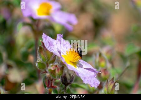 Nahaufnahme eines Graublättrigen Zistos (Cistus albidus) Stockfoto